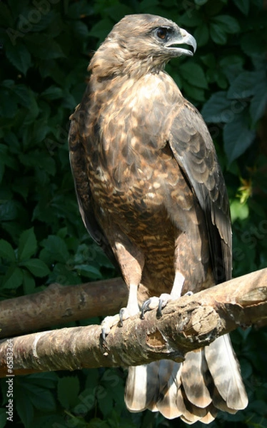 Fototapeta eagle sits on branch