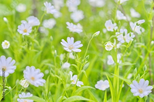 Obraz little white flowers background