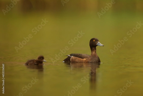 Fototapeta The tufted duck or tufted pochard (Aythya fuligula) female with the chick