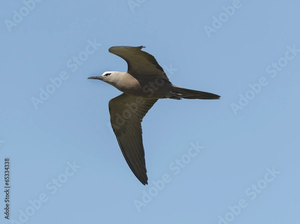 Obraz Black noddy flying