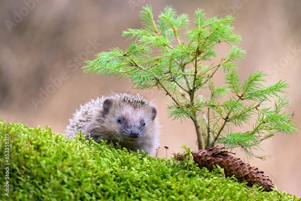Fototapeta Portrait of a European hedgehog in the forest on moss and leaves.