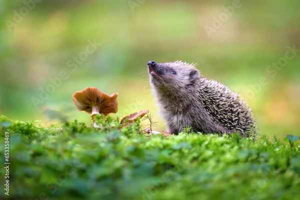Fototapeta Portrait of a European hedgehog in the forest on moss and leaves.