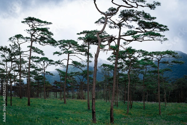 Fototapeta Phu Soi Dao National Park in the rainy season with mist covering the trees and forest has a beautiful and refreshing nature. Located in Thailand