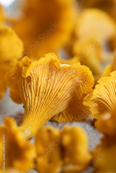 Obraz Close up of chanterelle. Chanterelle foraging. Autumn in Finland. Mushroom picking