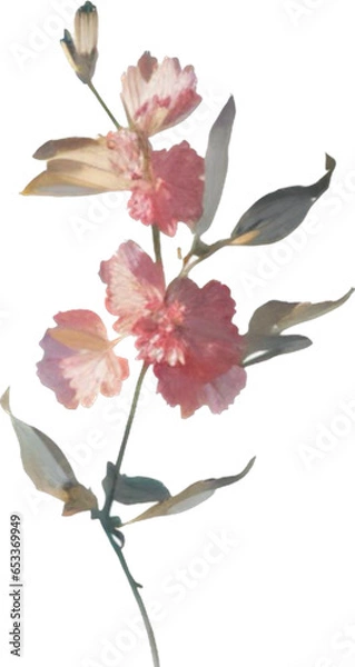 Obraz delicate flowers for design, generative ai, flowers isolated on white