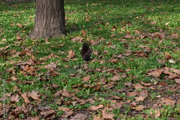 Fototapeta a small squirrel in lush green