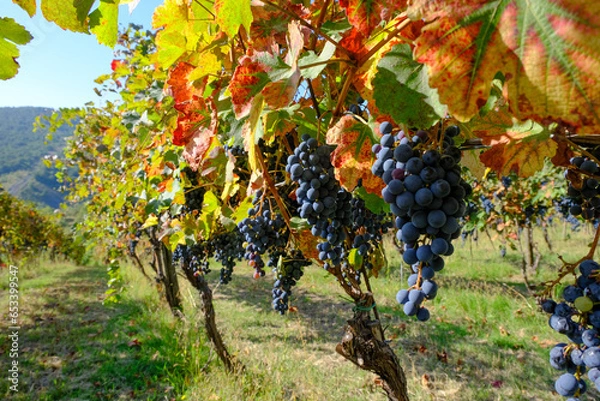 Obraz Filari di Lambrusco