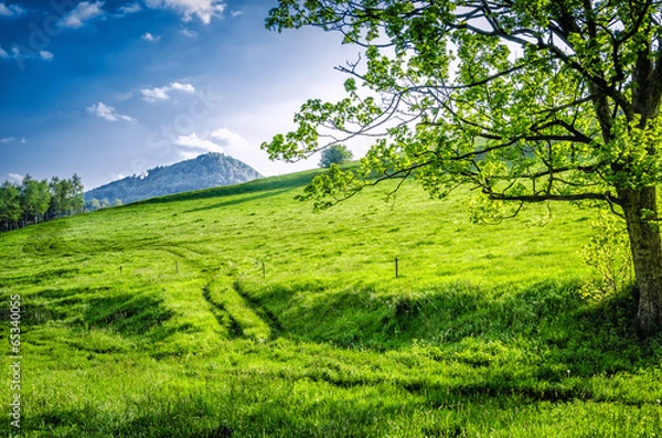 Obraz Widok na górę dzikowiec