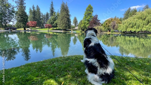 Obraz Tranquil day with dog