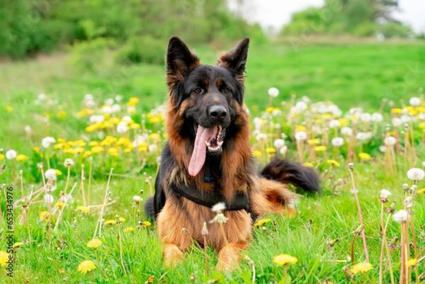 Fototapeta German shepherd dog in harness out for a walk lying, running, walking on the grass in sunny summer day