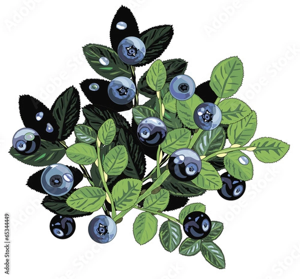 Obraz wild blueberries