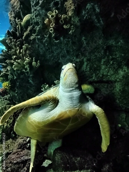 Obraz turtle on the beach