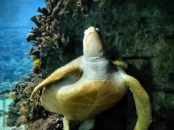 Obraz green sea turtle