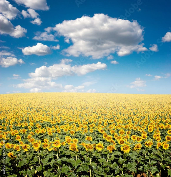 Obraz Sunflower Field