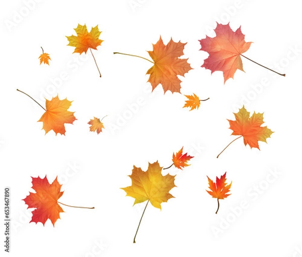Fototapeta Autumn background made of beautiful maple leaves.