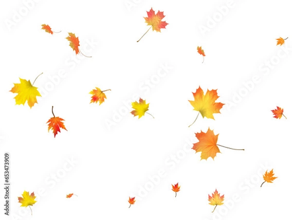 Fototapeta Autumn background made of beautiful maple leaves.