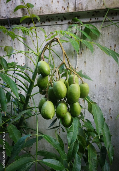 Obraz Spondias dulcis plant