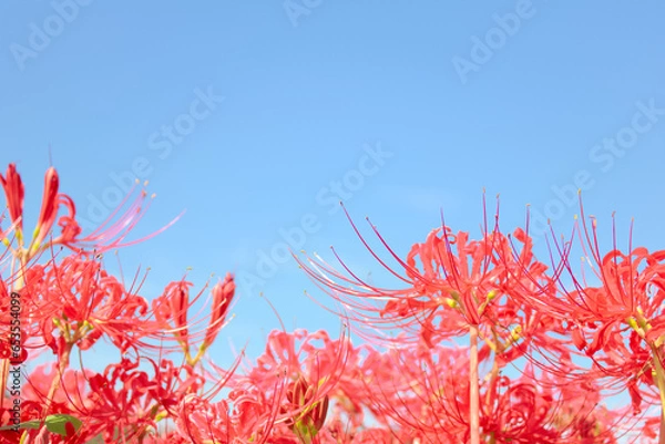 Fototapeta [愛知県]半田市矢勝川堤の彼岸花