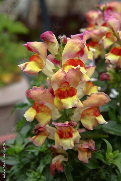 Obraz Snappdragon flowers