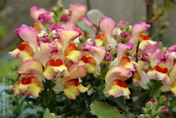 Obraz Snappdragon flowers