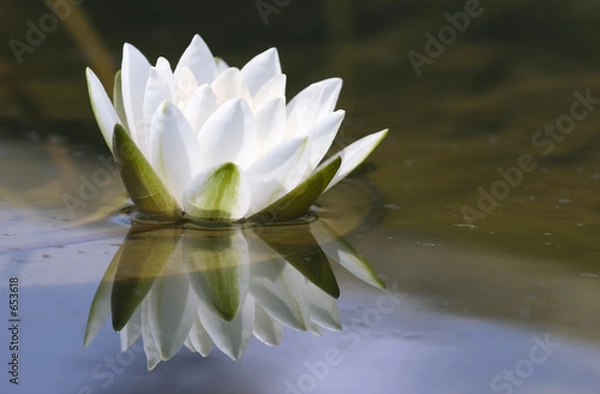 Obraz white delicate water lily