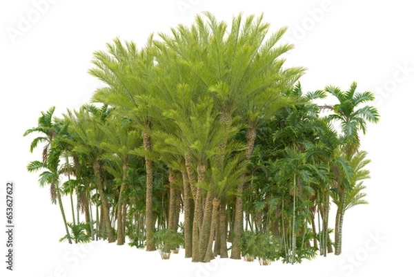 Obraz Tropical forest isolated on transparent background. 3d rendering - illustration