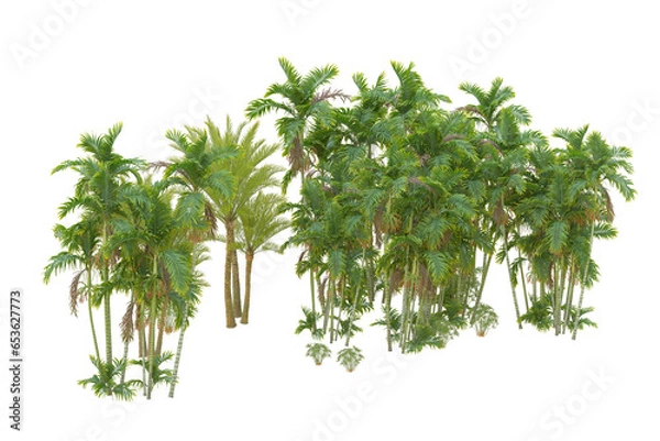Obraz Tropical forest isolated on transparent background. 3d rendering - illustration