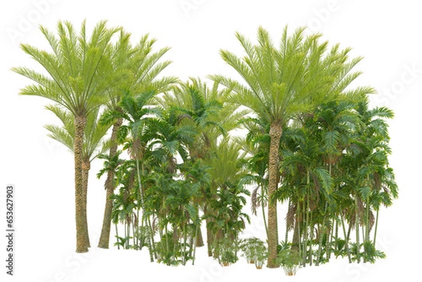 Obraz Tropical forest isolated on transparent background. 3d rendering - illustration