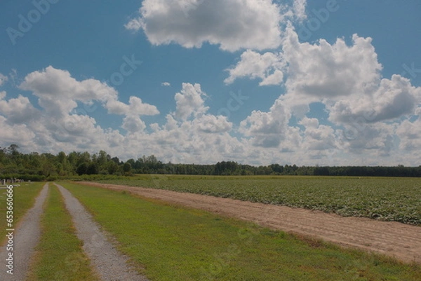 Obraz road in the field