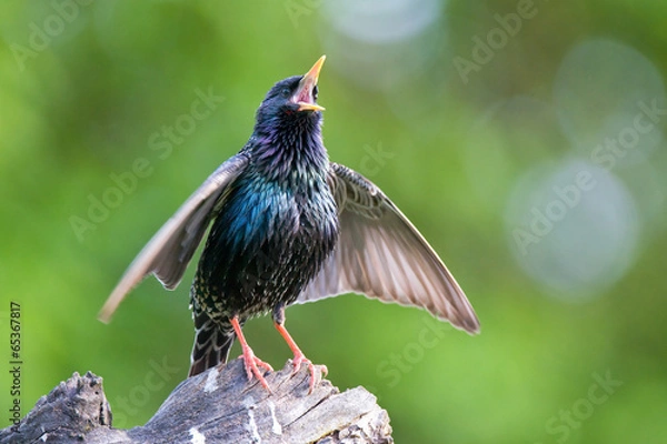Obraz Common starling singing