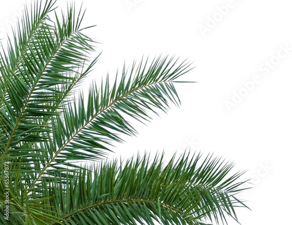 Fototapeta leaves of palm tree isolated on white background