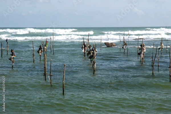 Fototapeta seagulls on the beach