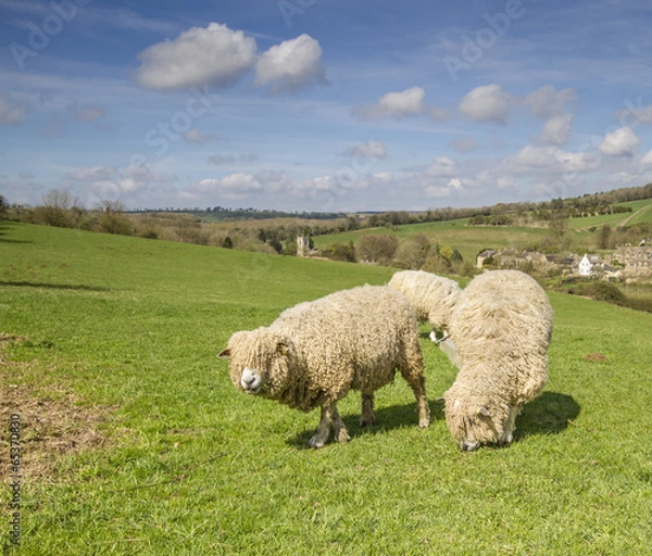 Obraz Cotswold Lion Sheep