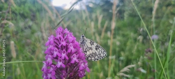 Fototapeta  A black and white butterfly perched on a wildflower with shades of lilac, pink, and purple, with a green grass background.