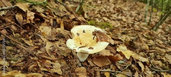 Fototapeta A mushroom in the forest, positioned on a bed of autumn leaves.