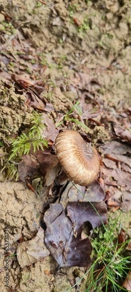 Fototapeta A mushroom in the forest, positioned on a bed of autumn leaves.