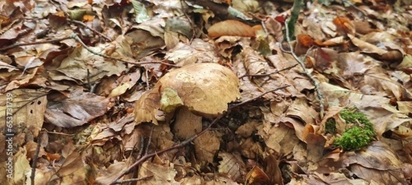 Fototapeta A mushroom in the forest, positioned on a bed of autumn leaves.