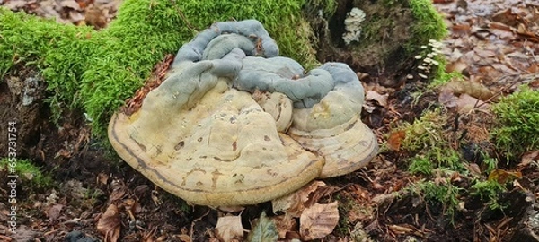 Fototapeta A mushroom in the forest, positioned on a bed of autumn leaves.