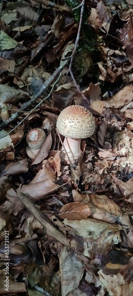Fototapeta A mushroom in the forest, positioned on a bed of autumn leaves.