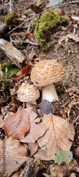 Fototapeta A mushroom in the forest, positioned on a bed of autumn leaves.