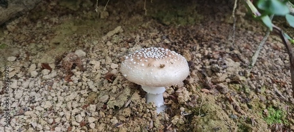 Fototapeta A mushroom in the forest, positioned on a bed of autumn leaves.