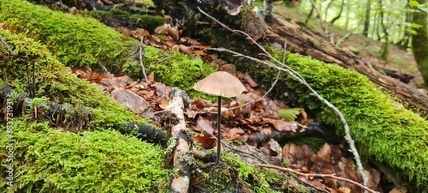 Fototapeta A mushroom in the forest, positioned on a bed of autumn leaves.