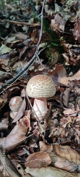 Obraz A mushroom in the forest, positioned on a bed of autumn leaves.