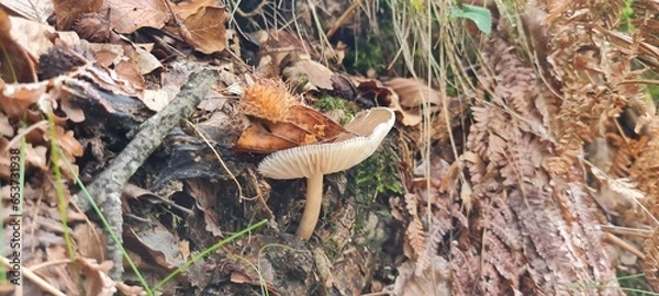 Fototapeta A mushroom in the forest, positioned on a bed of autumn leaves.