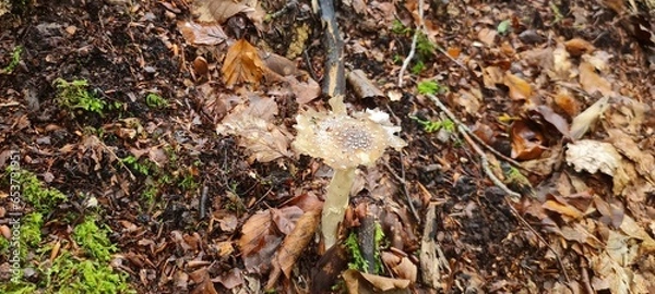 Fototapeta A mushroom in the forest, positioned on a bed of autumn leaves.
