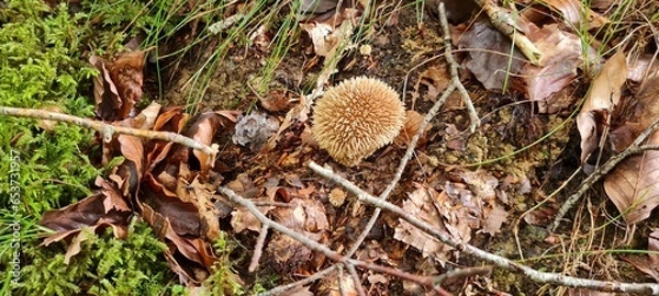 Fototapeta A mushroom in the forest, positioned on a bed of autumn leaves.