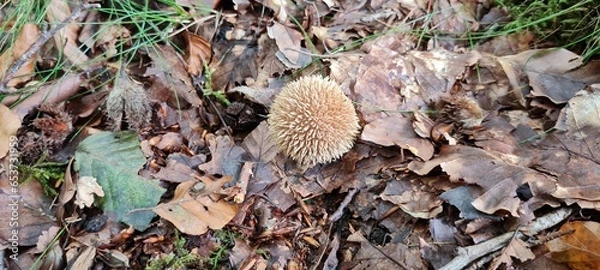 Fototapeta A mushroom in the forest, positioned on a bed of autumn leaves.