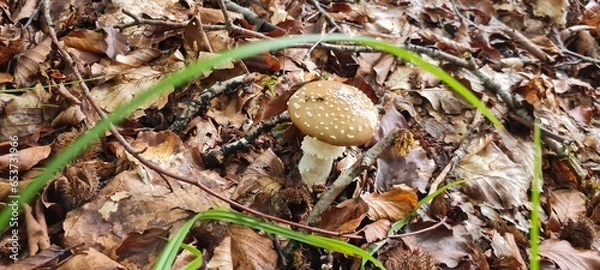 Fototapeta A mushroom in the forest, positioned on a bed of autumn leaves.