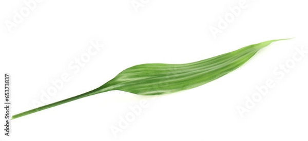 Fototapeta Palm tree leaf isolated