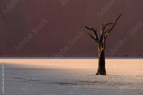 Obraz Deadvlei trees in Namibia